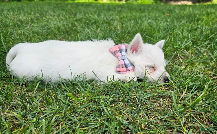 West Highland Terrier dogs for sale - Ad 1