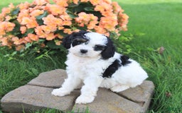 Cavapoo dogs for sale: Candy - Image 2