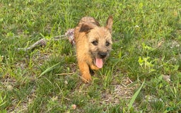 Cairn Terrier dogs for sale: Cassie - Image 12