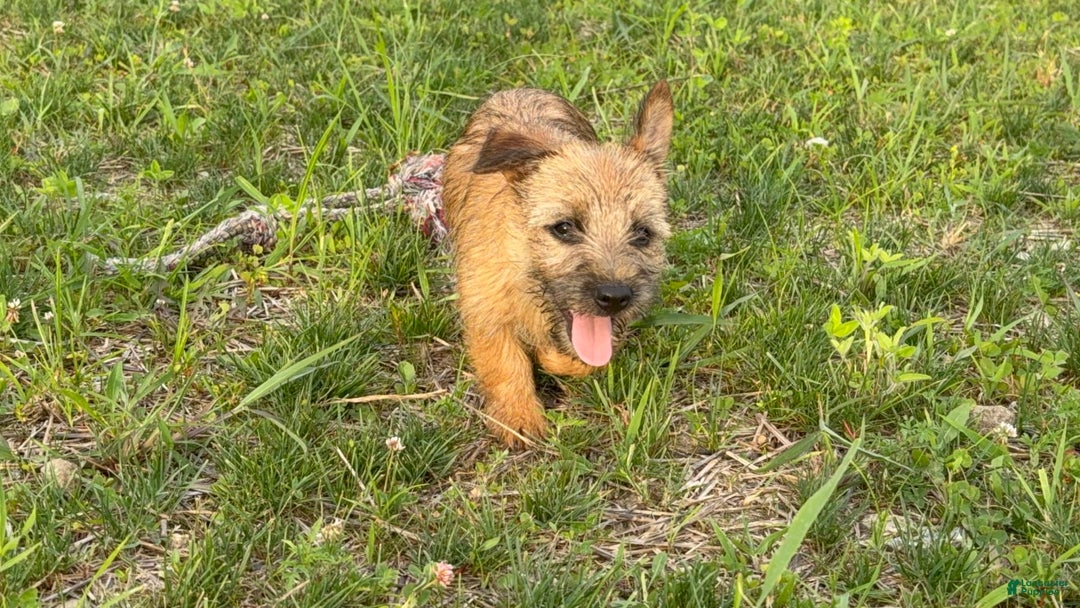 Cairn Terrier dogs for sale: Cassie - Image 12