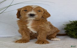 Goldendoodle dogs for sale: Parker - Image 20
