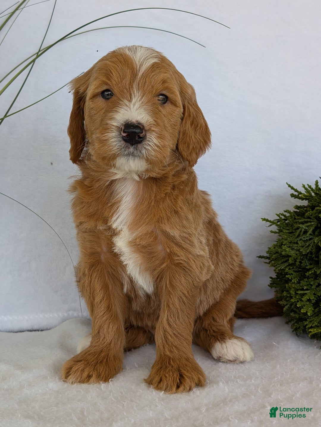Goldendoodle dogs for sale: Parker - Image 20