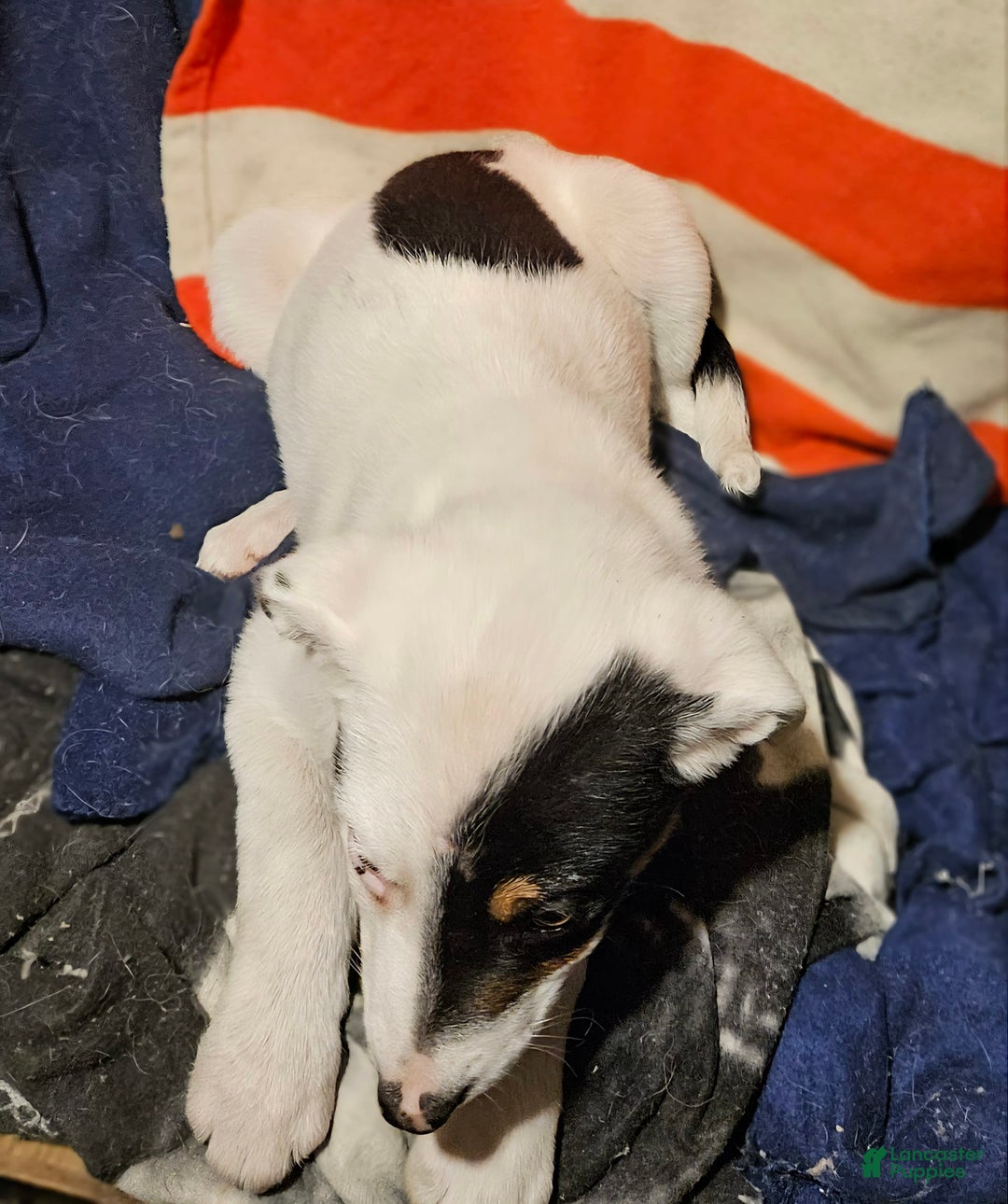 Border Collie dogs for sale: Gumbi - Image 22