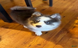 Pomsky dogs for sale: Magneto - Image 4