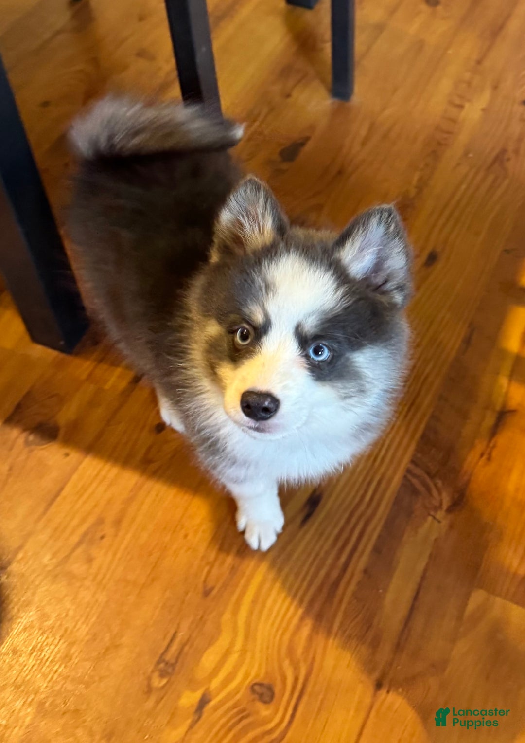 Pomsky dogs for sale: Magneto - Image 4