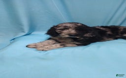Goldendoodle dogs for sale: Toby - Image 2
