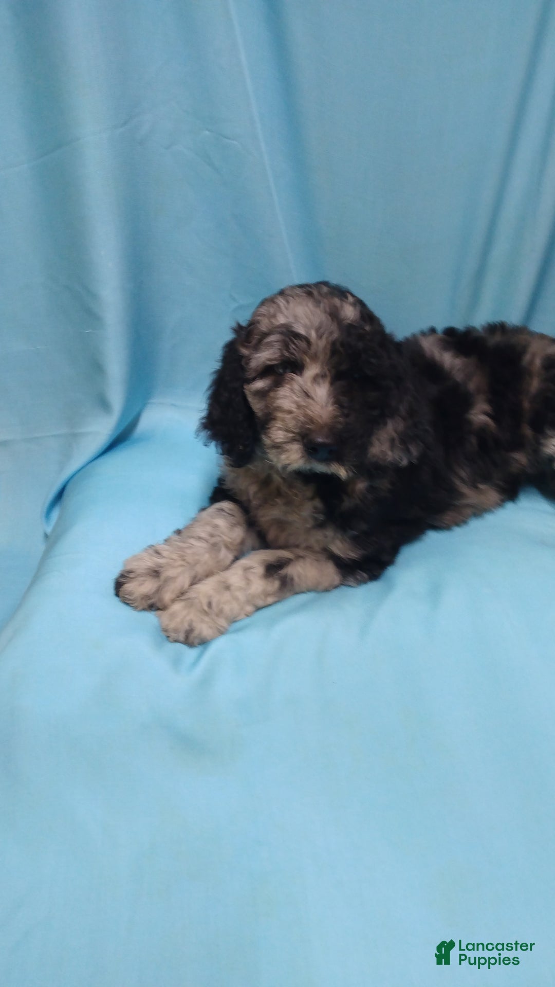 Goldendoodle dogs for sale: Toby - Image 2