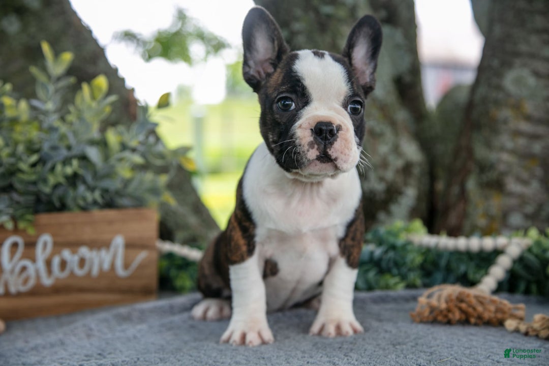 Frenchton dogs for sale: Marsha - Image 1