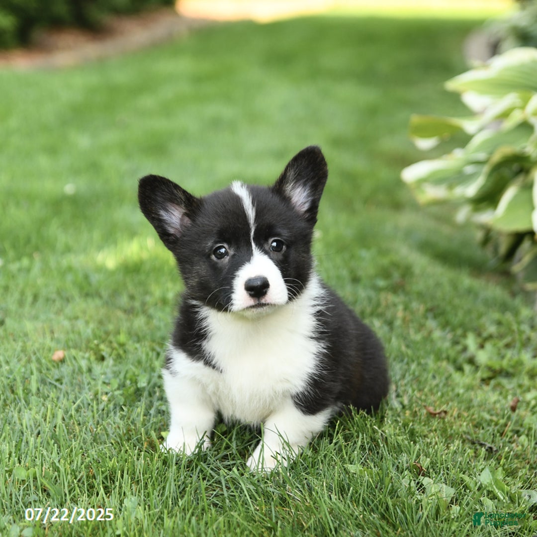 Welsh Corgi Pembroke dogs for sale: Flora - Image 1