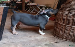 American Bully dogs for sale: Rose Col - Image 13