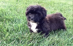 Havapoo dogs for sale: Ace - Image 4