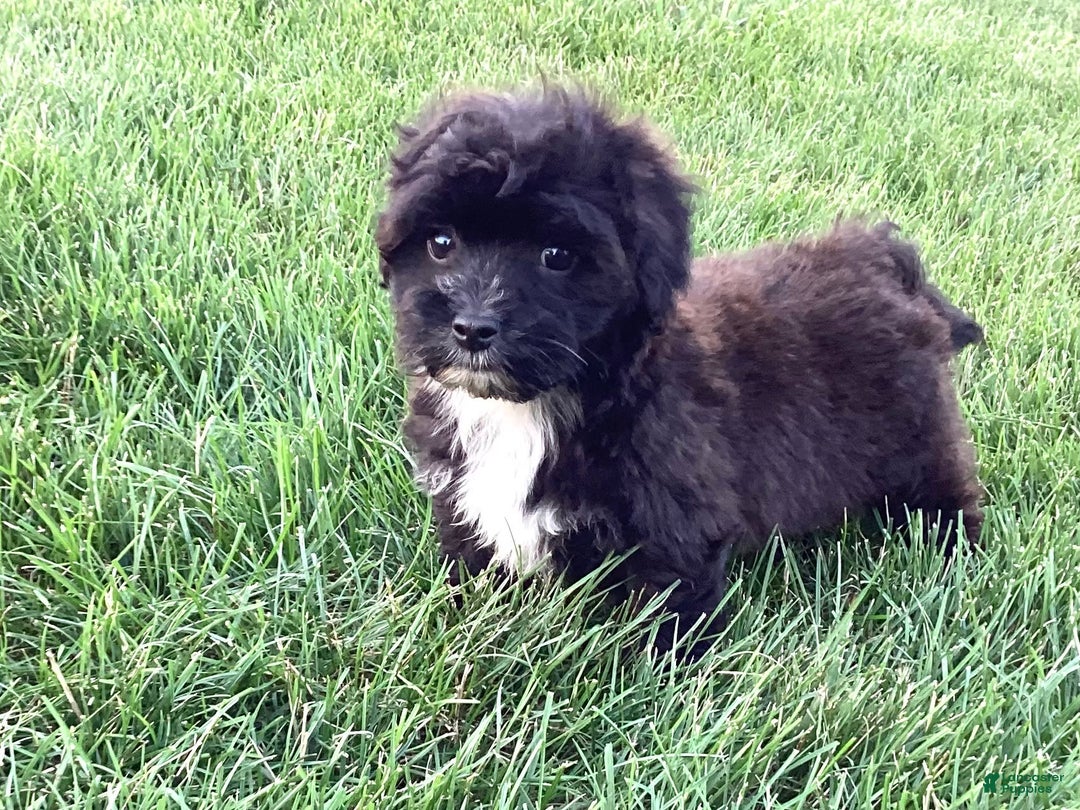 Havapoo dogs for sale: Ace - Image 4