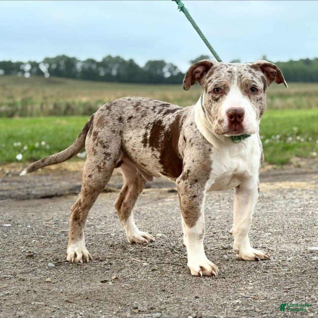 American Bully dogs for sale: Donnie Jay - Image 3