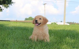 Golden Retriever dogs for sale: Rosie - Image 1