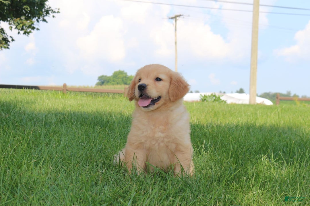 Golden Retriever dogs for sale: Rosie - Image 1