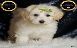 Maltipoo dogs for sale: Tundra - Image 2