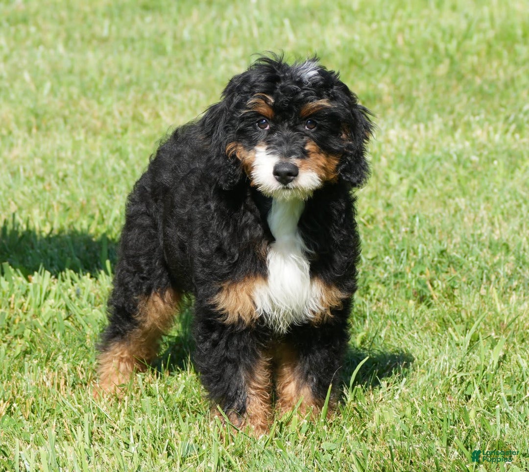 Mini Bernedoodle dogs for sale: Buddy - Image 4