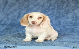 Miniature Dachshund dogs for sale: Skippy - Image 5