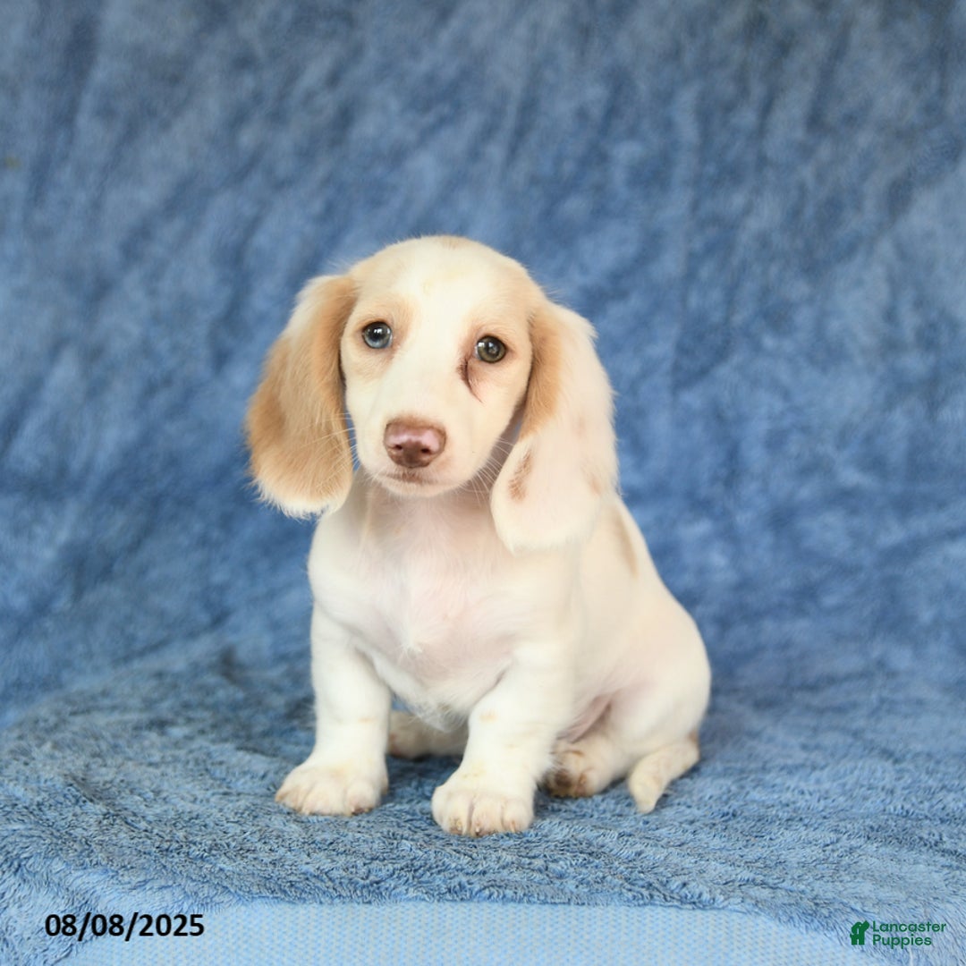 Miniature Dachshund dogs for sale: Skippy - Image 5