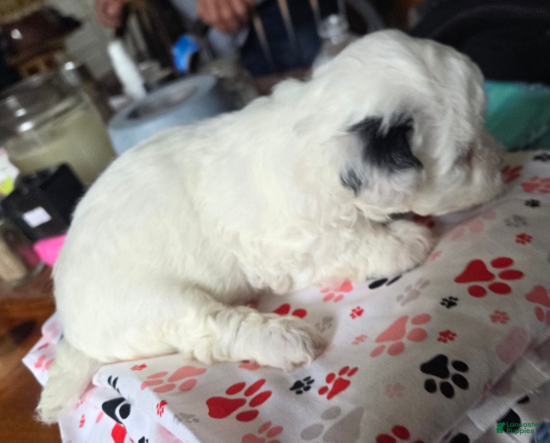 Toy Poodle dogs for sale: Paisley 2nd Girl - Image 6