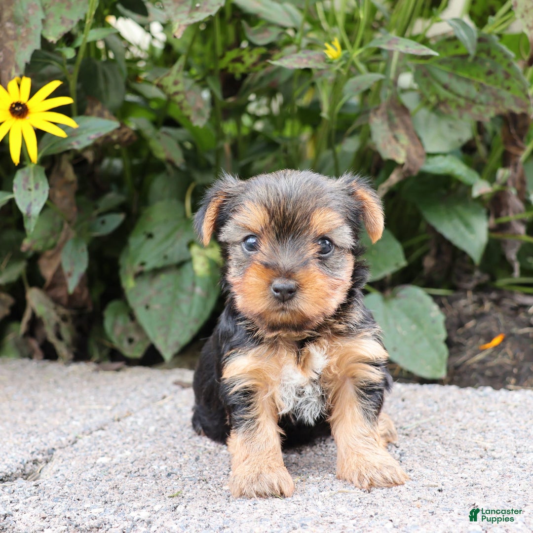 Yorkshire Terrier dogs for sale: Joy - Image 3