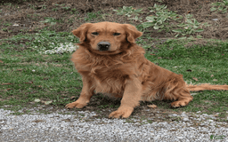 Golden Retriever dogs for sale: Daisy - Image 20