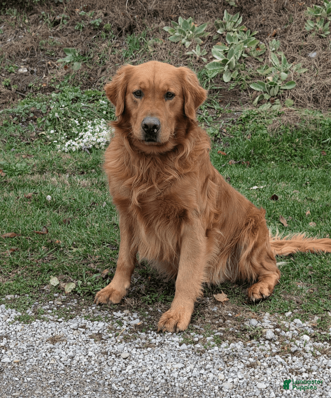 Golden Retriever dogs for sale: Daisy - Image 20