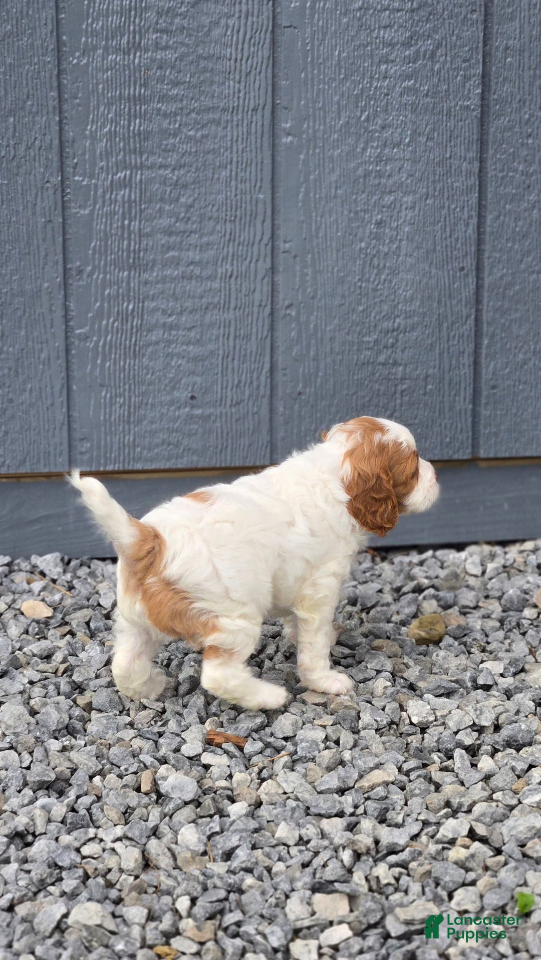 Cavapoo dogs for sale: Ellie - Image 1