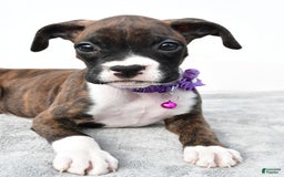 Boxer dogs for sale: Remi - Image 7