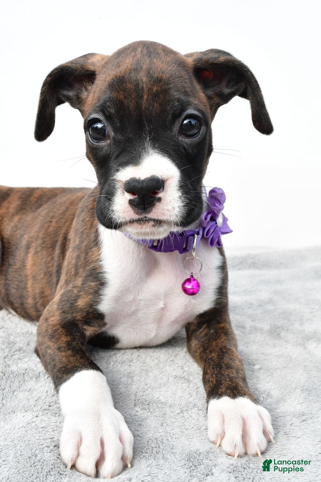 Boxer dogs for sale: Remi - Image 7