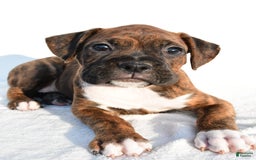 Boxer dogs for sale: Maxine - Image 8