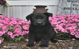 German Shepherd dogs for sale: German Shepherd 5 puppies - Image 1