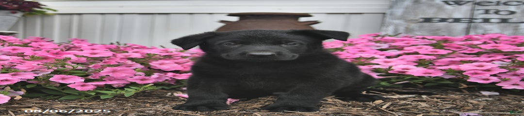Jet