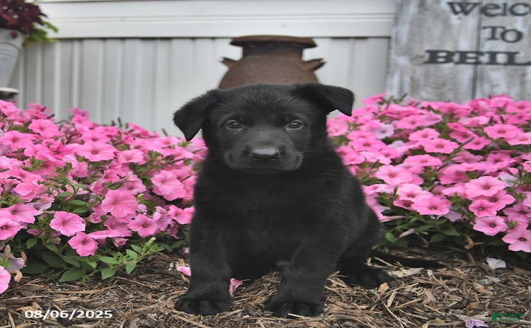 German Shepherd dogs for sale - Ad 2