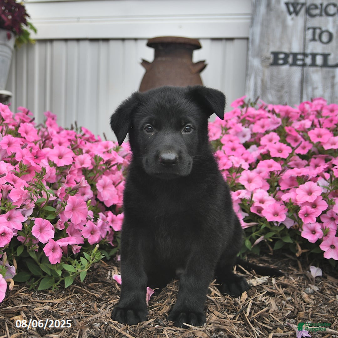German Shepherd dogs for sale: German Shepherd 5 puppies - Image 1