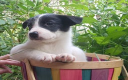 Border Collie dogs for sale: Snowflake - Image 6