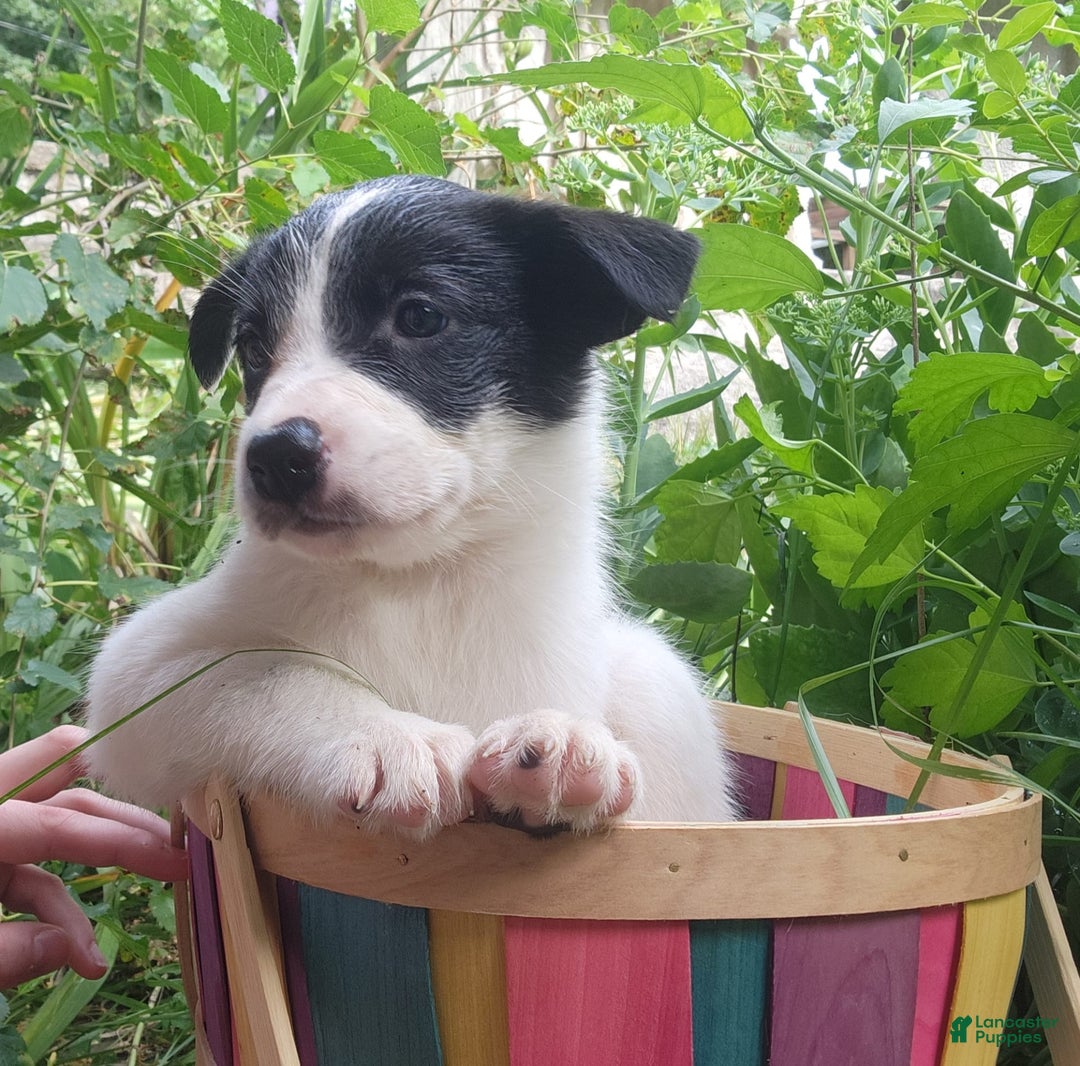 Border Collie dogs for sale: Snowflake - Image 6