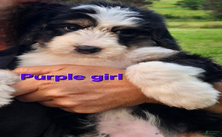 Bernedoodle dogs for sale - Ad 1