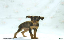 Miniature Pinscher dogs for sale: Isabelle - Image 2