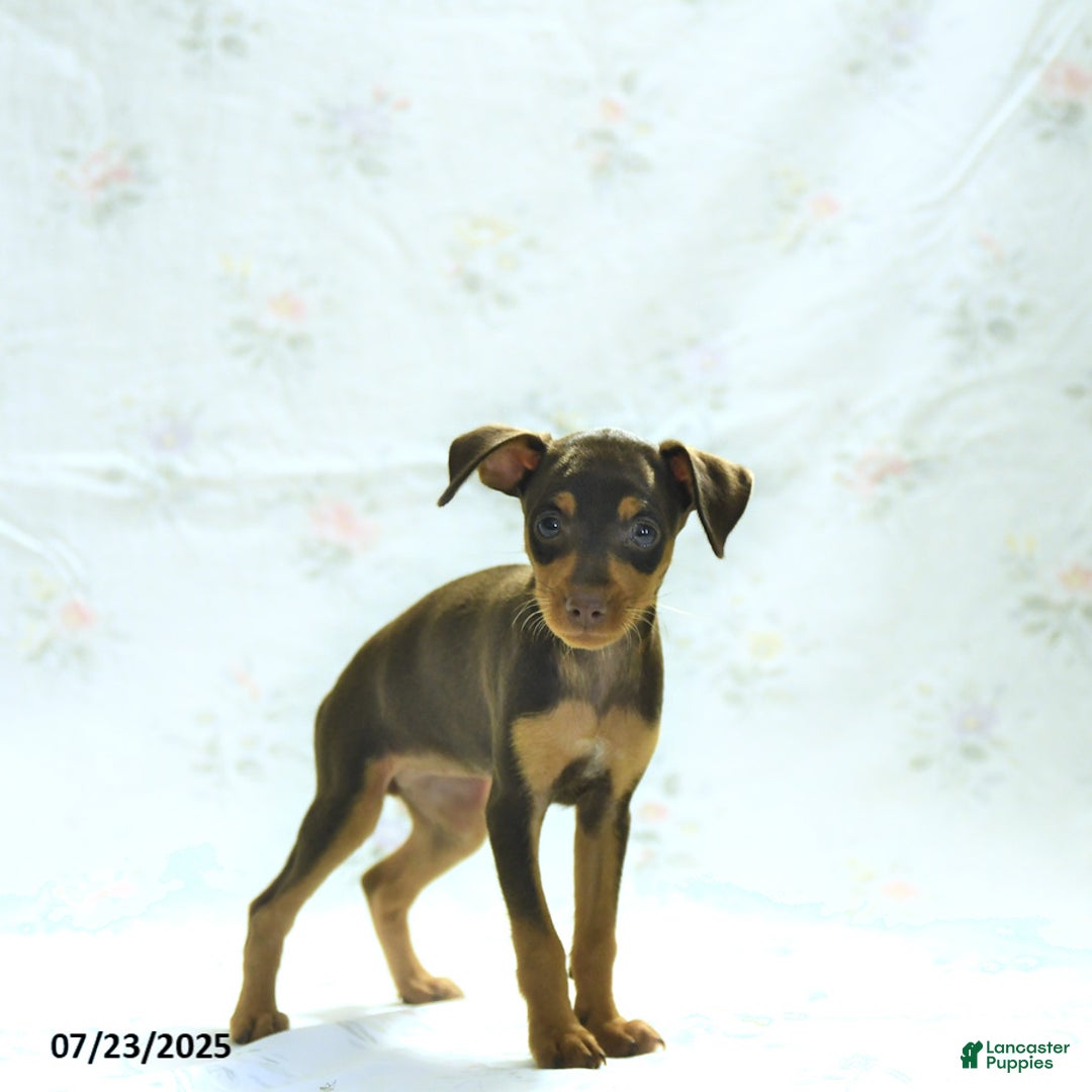 Miniature Pinscher dogs for sale: Isabelle - Image 2