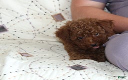 Toy Poodle dogs for sale: Eleanor - Image 23