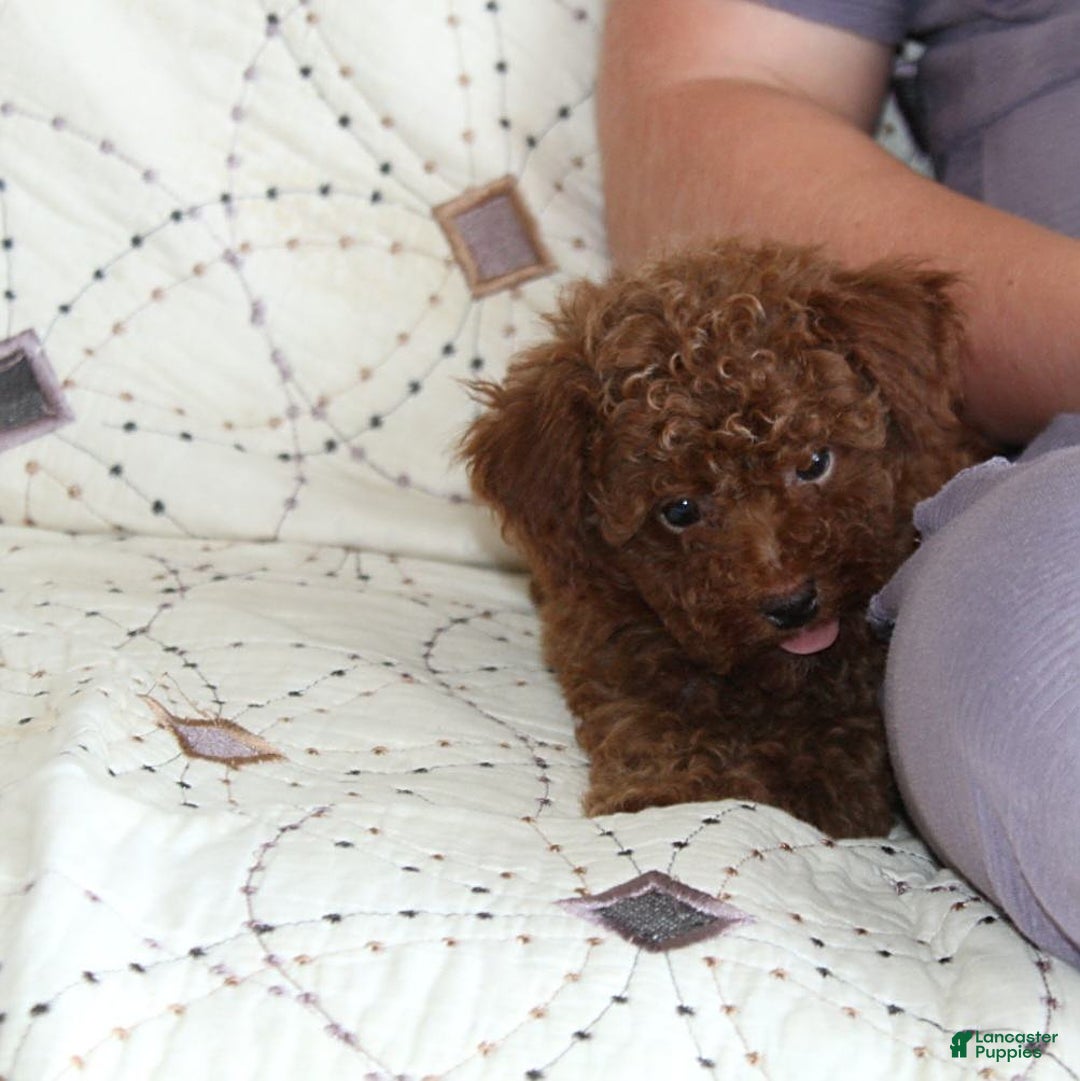 Toy Poodle dogs for sale: Eleanor - Image 23