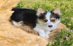 Welsh Corgi Pembroke dogs for sale: Tucker Fluffy - Image 11