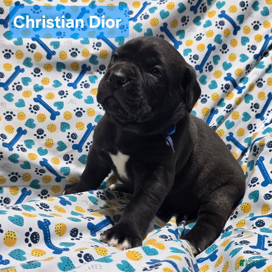 Cane Corso dogs for sale: Cartier - Image 3