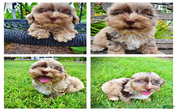 Havapoo dogs for sale: Darling - Image 5