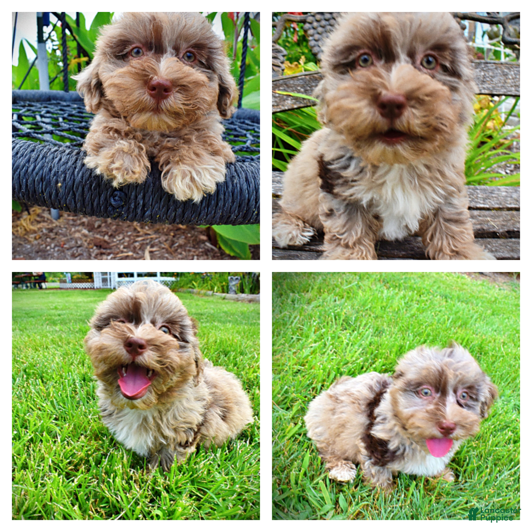 Havapoo dogs for sale: Darling - Image 5