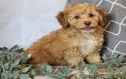 Cockapoo dogs for sale: Linclon - Image 7