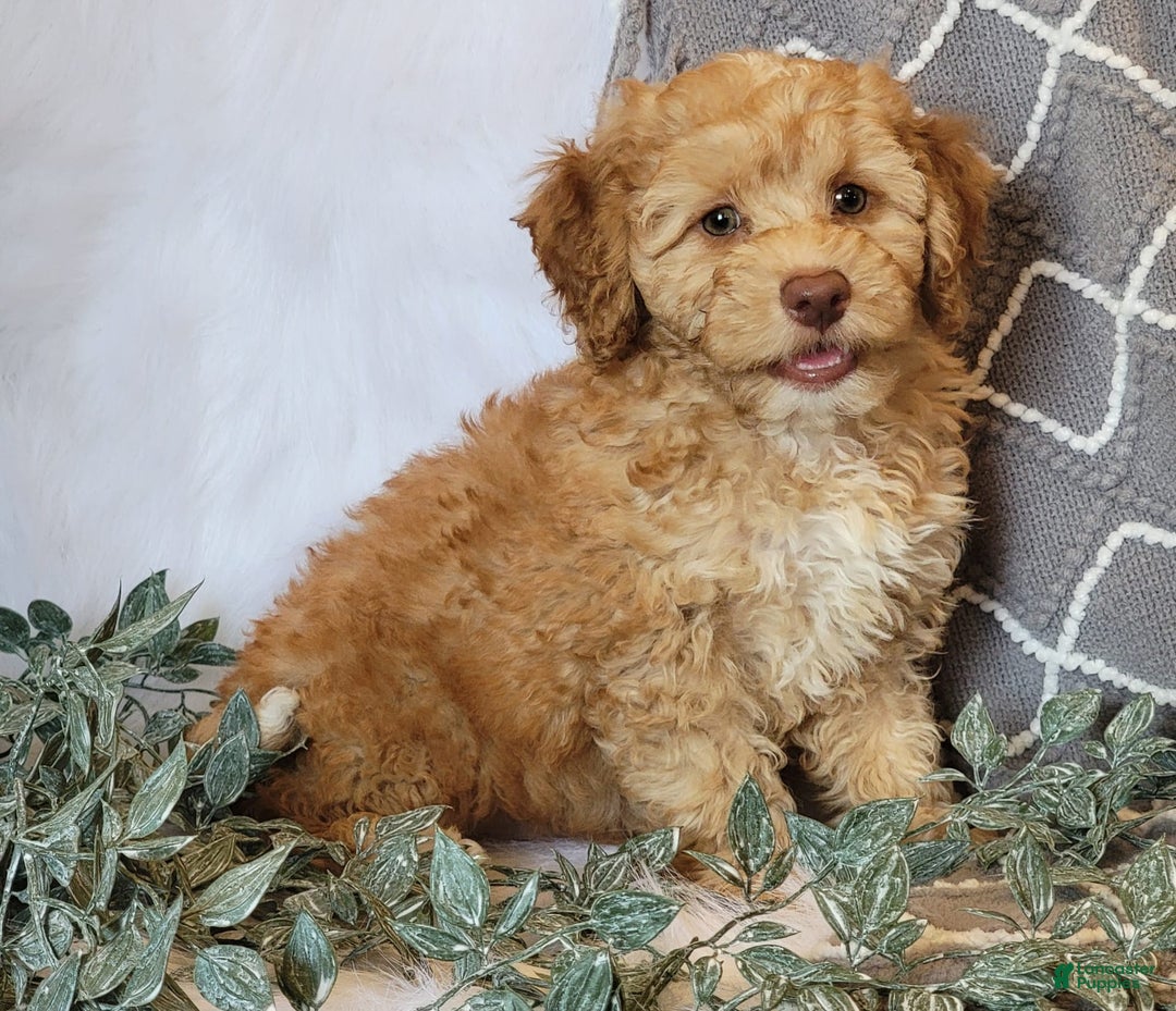Cockapoo dogs for sale: Linclon - Image 7