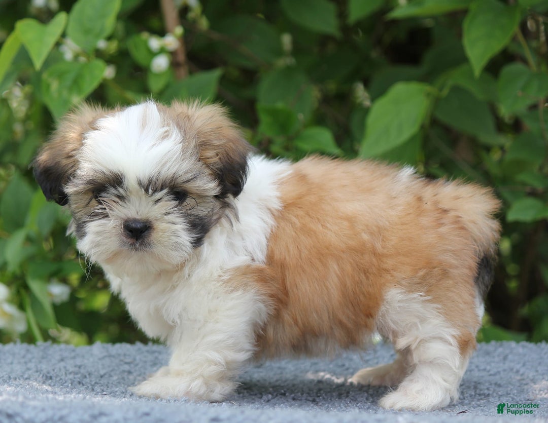 Shih Tzu dogs for sale: Alex - Image 4
