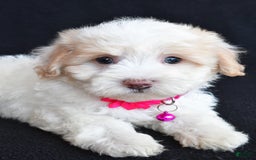 Havapoo dogs for sale: Molly - Image 2